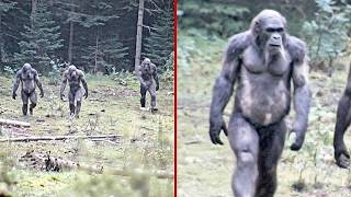 Real Sasquatch Encounters Caught On Camera That Changed Everything