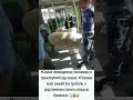 «Самые неожиданные пассажиры в транспорте» #животные #мемчик #майнкрафт #смешно #ютуб #ютубшортс