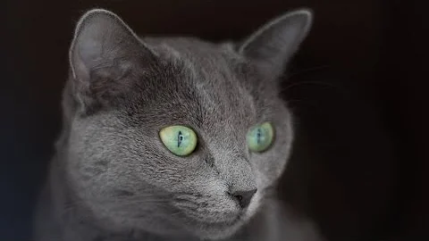 Watch the video about 60 Awesome Russian Blue Cat Names & Their Meanings🐾