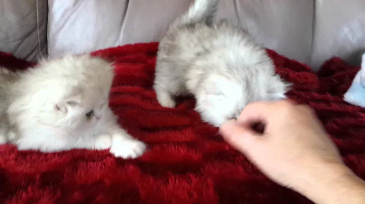 Watch the video about 5.5 weeks old silver and blue chinchilla persian