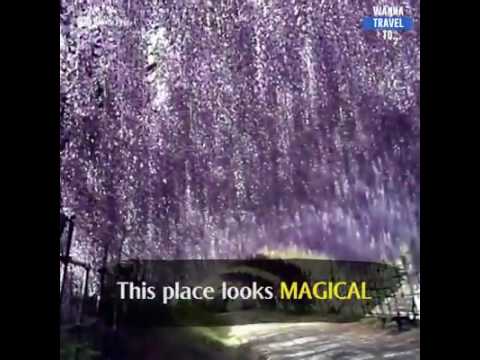 Video: Fiori giapponesi (foto). Tunnel di fiori nel giardino giapponese 