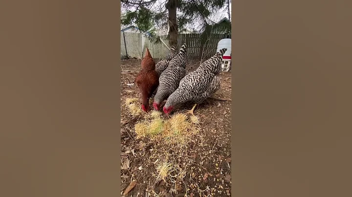 Understanding Chicken Behavior Maturity and Egg-laying in Hens and Roosters