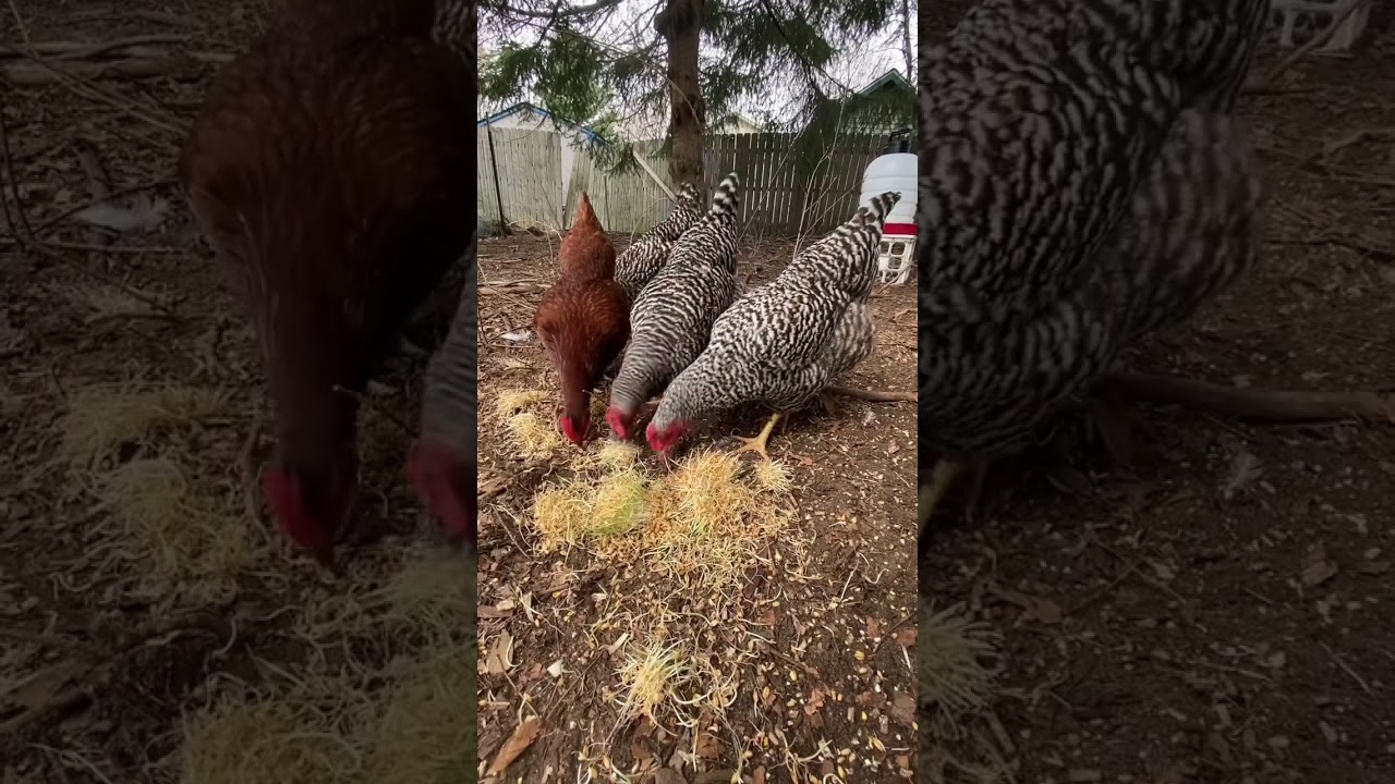 Understanding Chicken Behavior Maturity and Egg-laying in Hens and Roosters