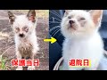 ボロボロだった子猫が頑張って生きぬき無事退院！