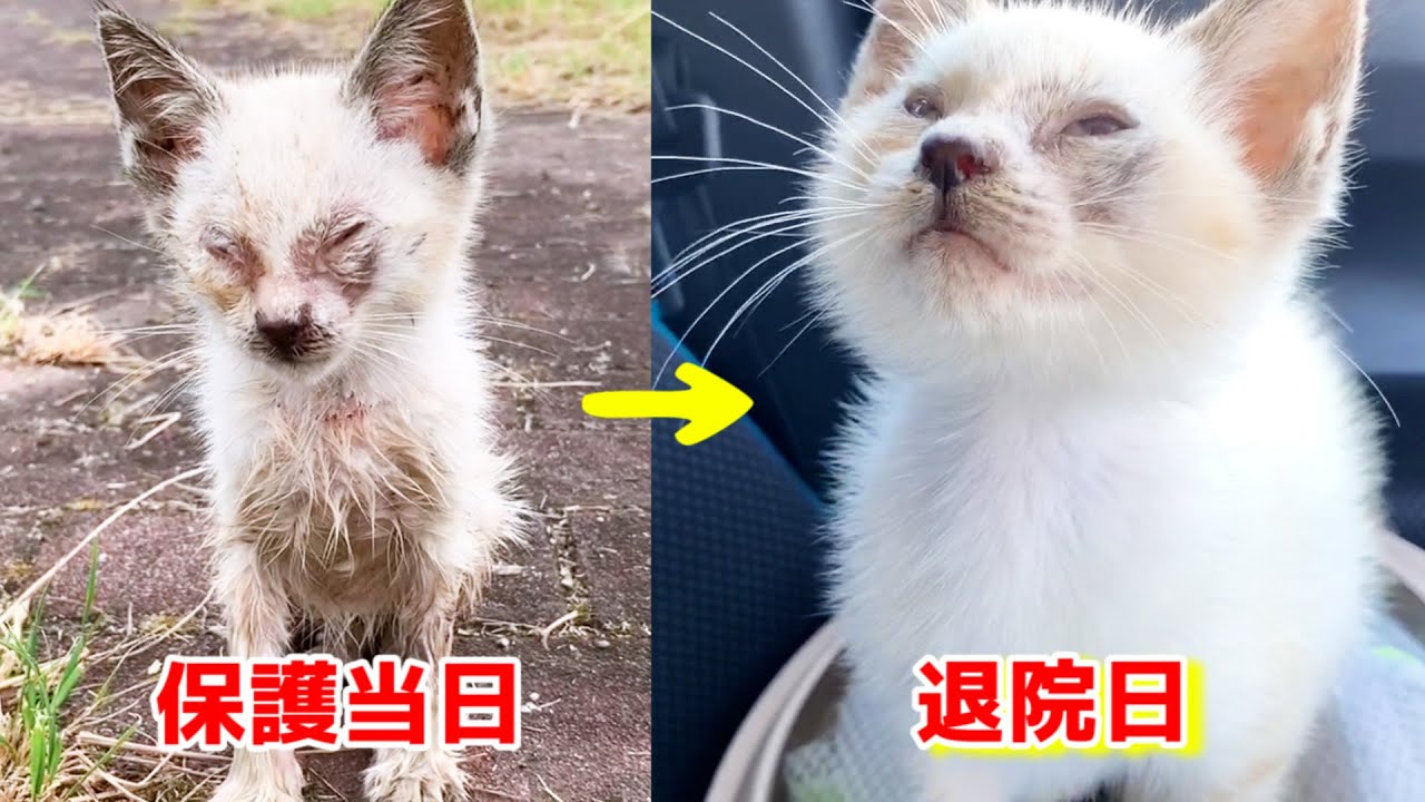 ボロボロだった子猫が頑張って生きぬき無事退院！