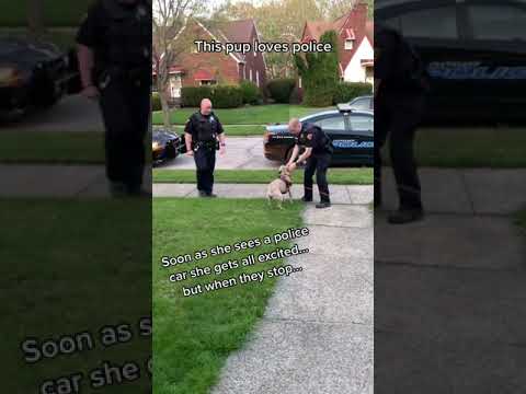 Video: Dit puppy is uit de politiemacht geflapt, maar nu heeft hij de beste nieuwe baan