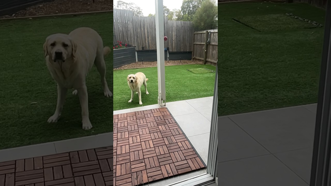 What a catch Dog videos Dog catch Dog tv dog labrador 