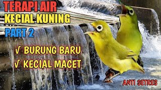 TERAPI AIR KECIAL KUNING UNTUK BURUNG BARU & KECIAL MACET
