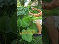 Тыква будет по 100 кг Сделайте так сейчас чтобы вырастить самую крупную тыкву Тыква будет по 100 кг Сделайте так сейчас чтобы вырастить самую крупную тыкву