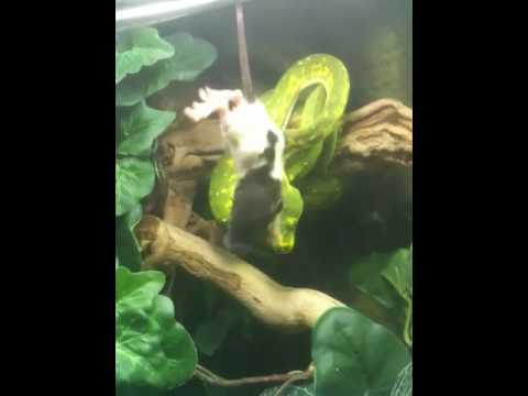 GTP feeding