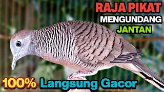 Perkutut Lokal Gacor RAJA PIKAT Ahlinya Bikin Semua Burung Perkutut Gacor Nyaut