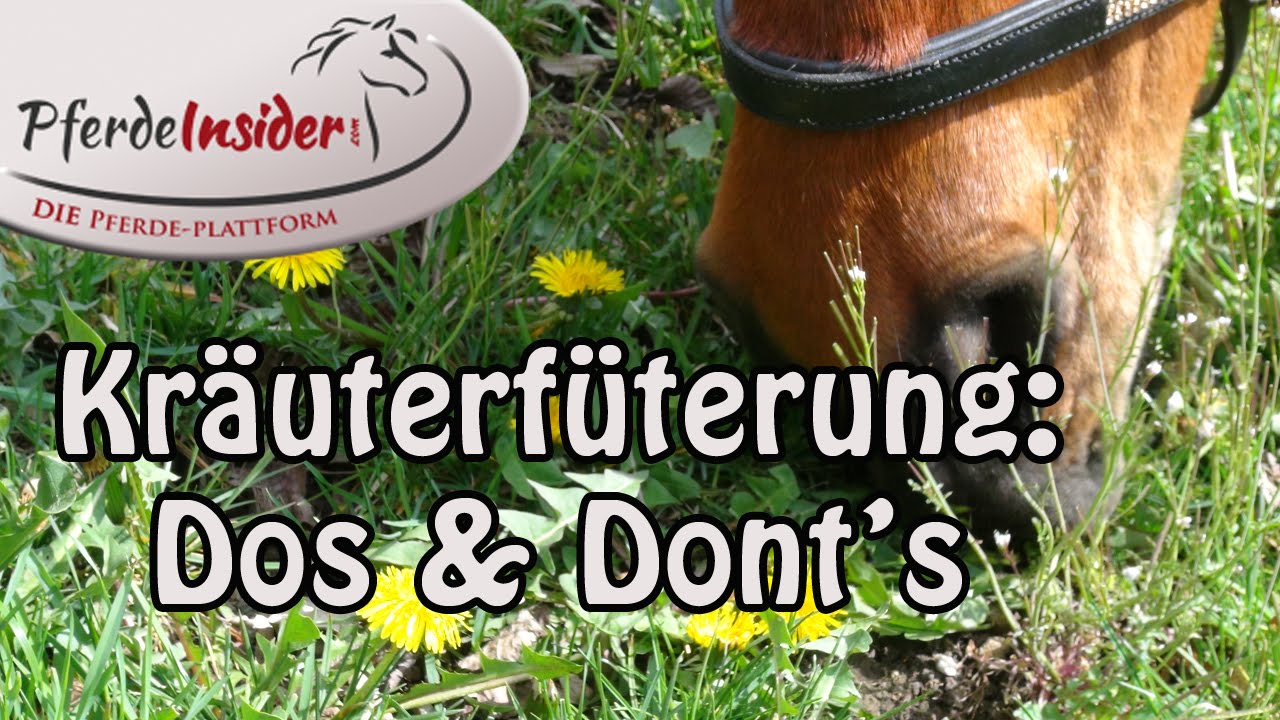 lavendel hunde giftig