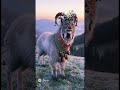 новое существо которого нет в мире но оно болгарского происхождения