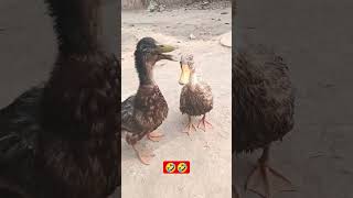 Ee to hai waste of time -??| funny animals| Duck couples youtubeshorts funnyshorts viralshorts