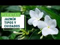 Jazmín: tipos y consejos para su cuidado | Flores en VERDECORA