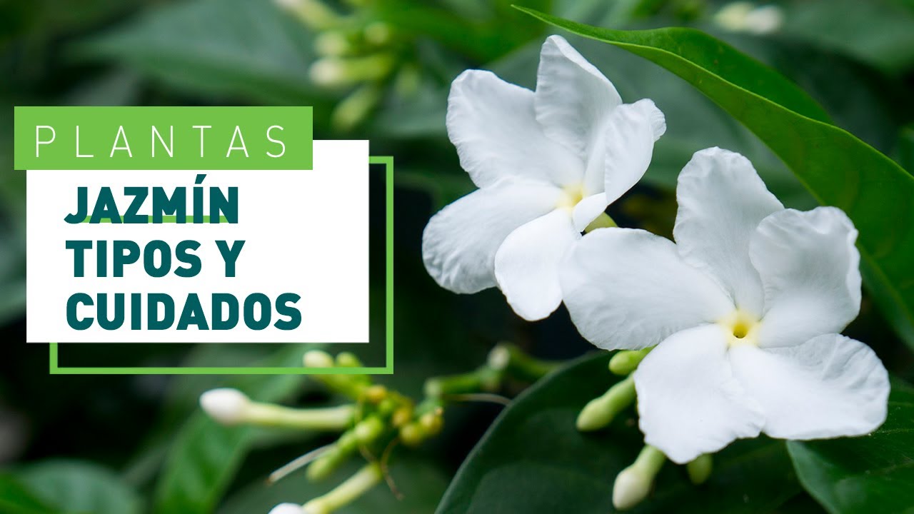 Jazmín: tipos y consejos para su cuidado | Flores en VERDECORA
