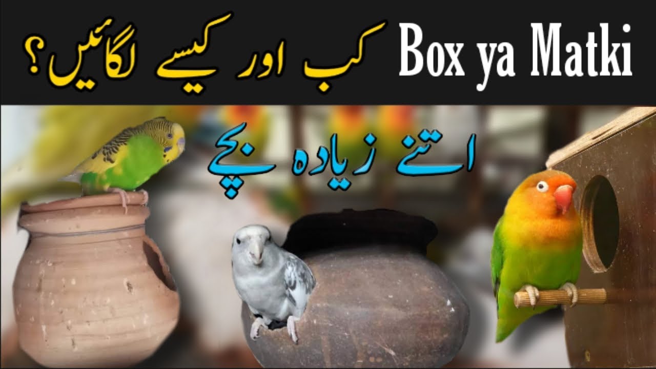 Birds ko matki ya box kab lagey | Breeding season kab start hota he