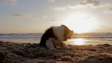 Dead Cells - Twitch Integration Stream