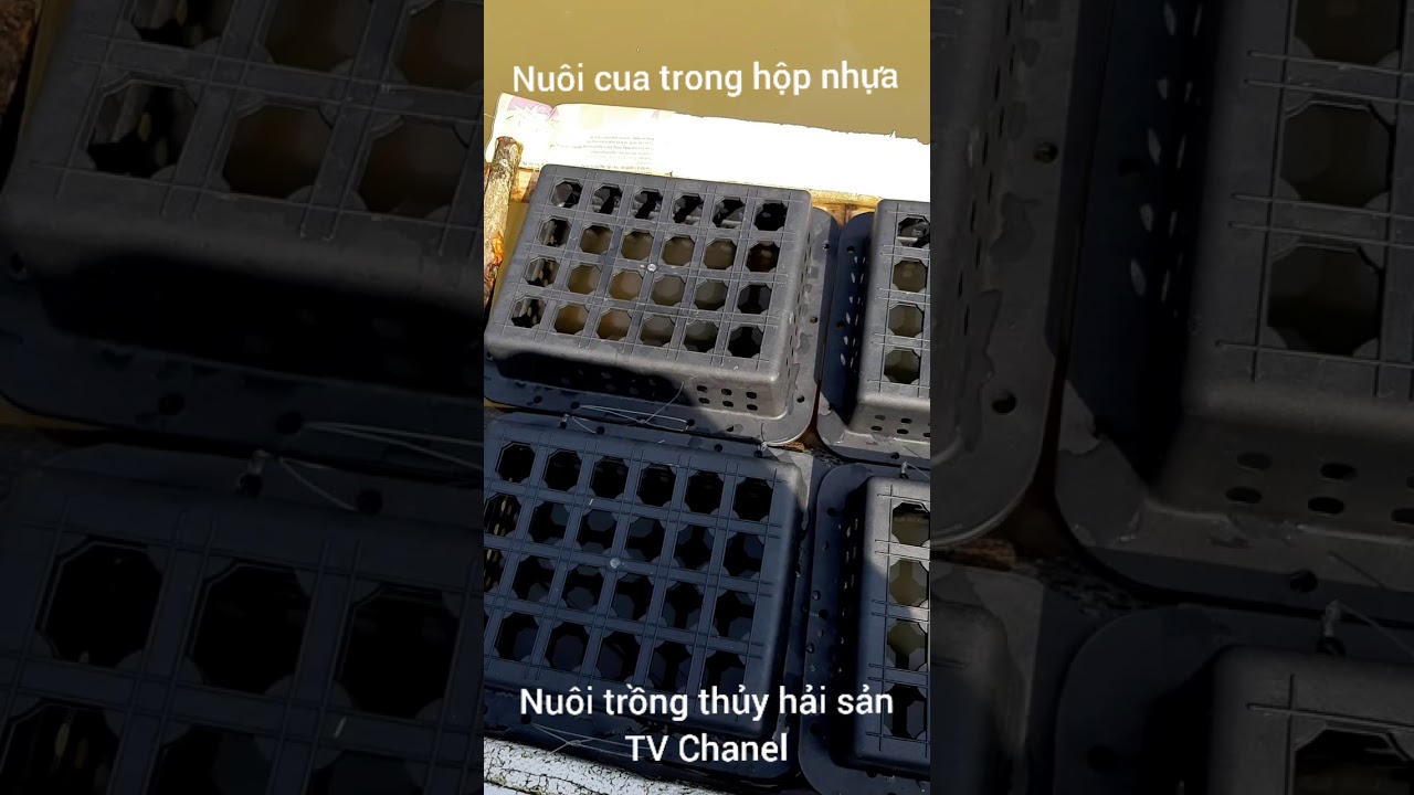 Nuôi cua trong hộp nhựa - youtube
