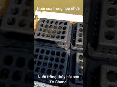 Video Nuôi cua trong hộp nhựa - youtube