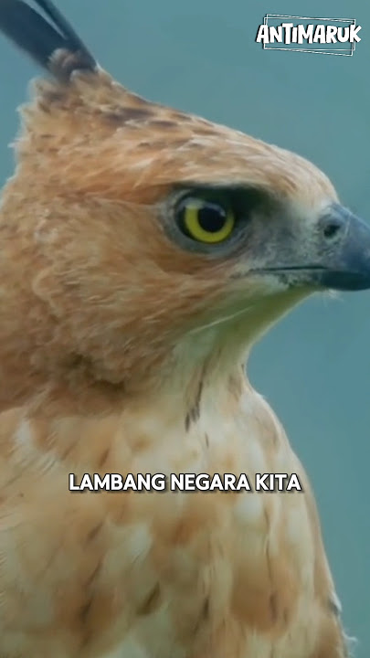 Burung Garuda 🇮🇩🦅🪶