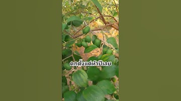 ทำไห้ดกทำง่ายกว่าทำไม่ไห้ดก #พุทราสามรส #โคกหนองนาโมเดล