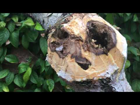 Vídeo: Como limpar as mãos da seiva da árvore: 11 etapas