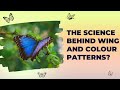 How Butterflies Utilize Wing Colors and Patterns | Evolution by Natural Selection