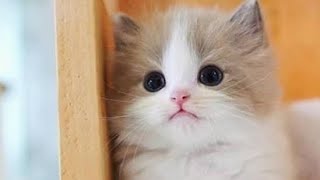 Funny animals🐈😺 - Funny cats / dogs - Funny animal videos,, by Love kittens 😻 74 views 1 year ago 2 minutes, 1 second