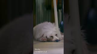 Sample Footage from Minolta P-ROKKOR 75/2.5 #minolta #projectorlens #nikon