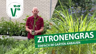 Zitronengras Selbst Anbauen