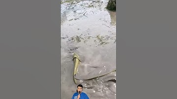 Tác mương bắt được ổ cá nheo