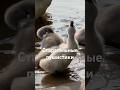 Немного милоты с Минского моря Старательные пушистики милоевидео малыши милота пушистики Live Немного милоты с Минского моря Старательные пушистики милоевидео малыши милота пушистики Live