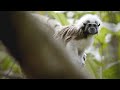 view This Alpha Female Tamarin Has Taken a Dislike to an Outsider digital asset number 1