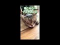 猫たまきのアゴ伸ばし寝