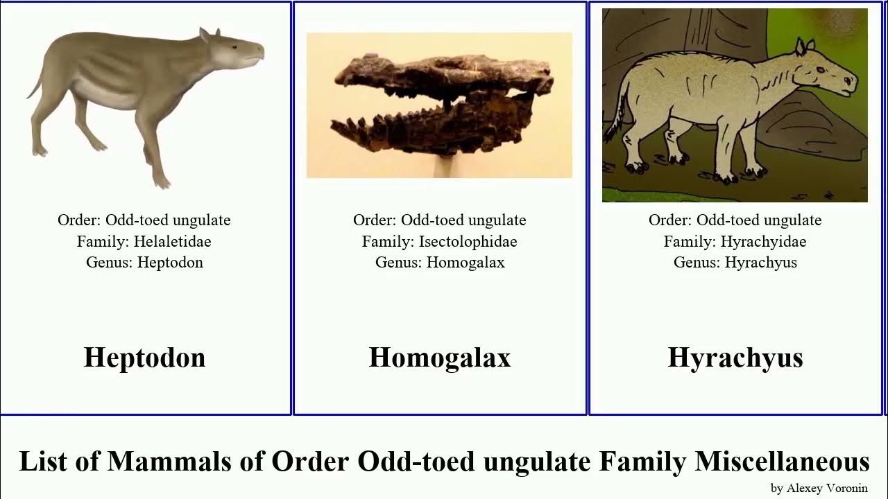 List of Mammals of Order Odd-toed ungulate Family Miscellaneous ...