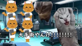 痔の手術をした話 #猫ミーム #猫マニ