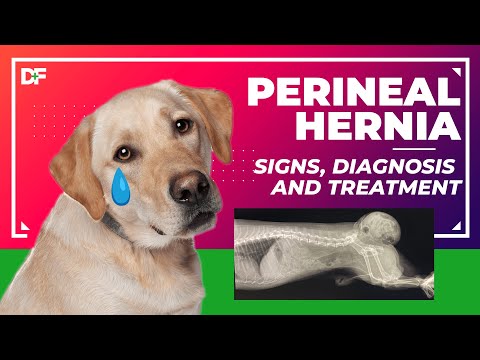 Perineal Hernia. Signs, Diagnosis and Treatment.