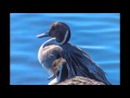 Bolsa Chica Wetlands 11:19:15