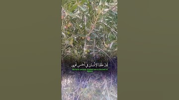 سورة التين #هشام ـ الهراز#تلاوة_خاشعة
