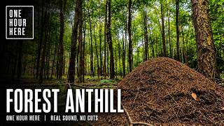 Forest Anthill — One Hour Here | Real Sound, No Cuts | 4k