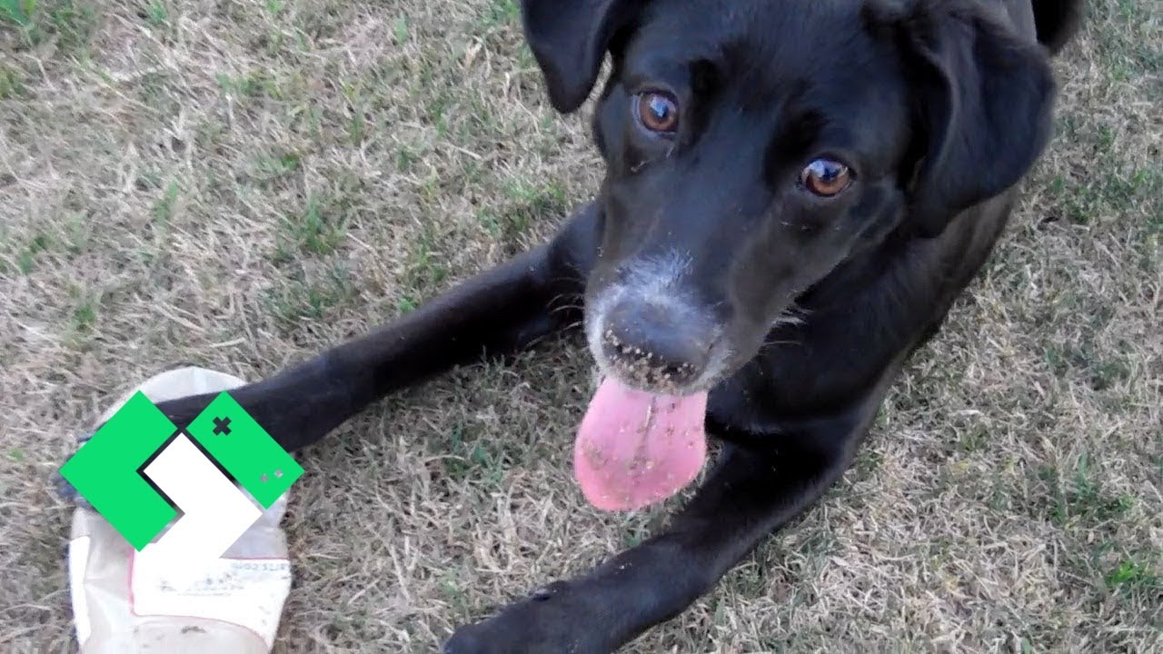BABY UN-LEASHED! (5.2.12 - Day 33) | Clintus.tv