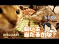 おじさん当たるかな?【U-FESマンチョコ開封動画】