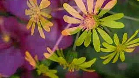 Richard Clayderman...Flo...  flowers flowers