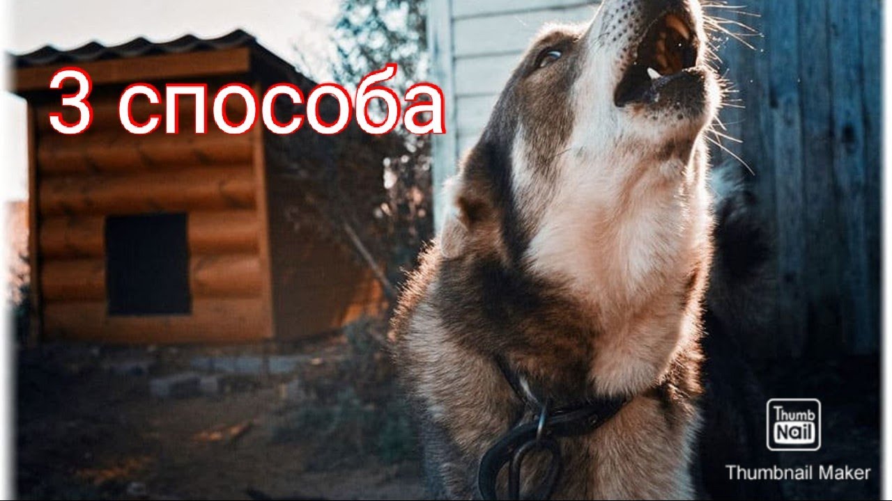 Как отучить соседскую собаку