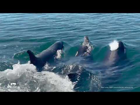 Phocoenacide - Southern Resident Killer Whales - July 25, 2022