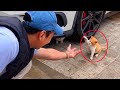When your Cat is a total social butterfly 😂 Funny Cat and Human