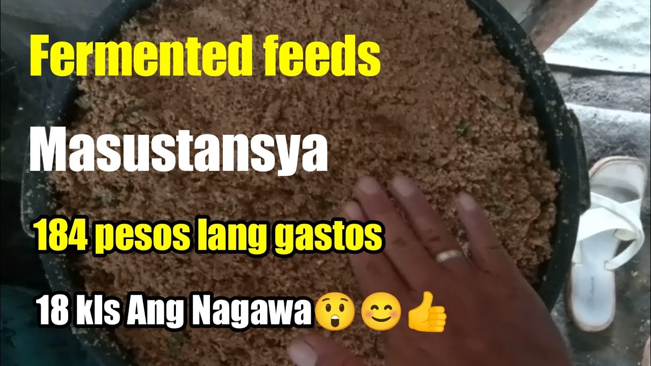 Paano gumawa Ng fermented feeds?