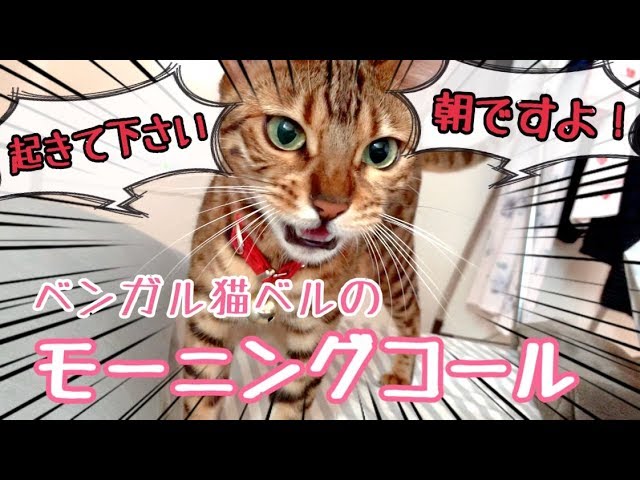 ベンガル猫ベルのモーニングコールがしつこくて可愛い Youtube