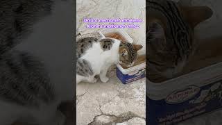 Hayvanlari Hor Gören Cenneti̇ Zor Görür